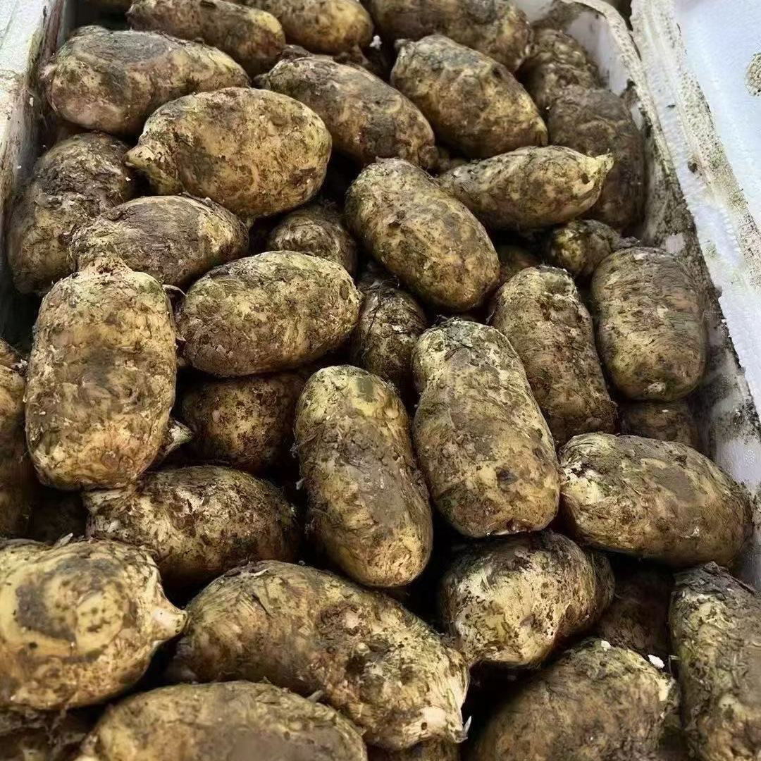 Fresh Gastrodia Elata, Authentic Yunnan Zhaotong Xiaocaoaba Fresh Gastrodia Elata, Freshly Dug and Shipped