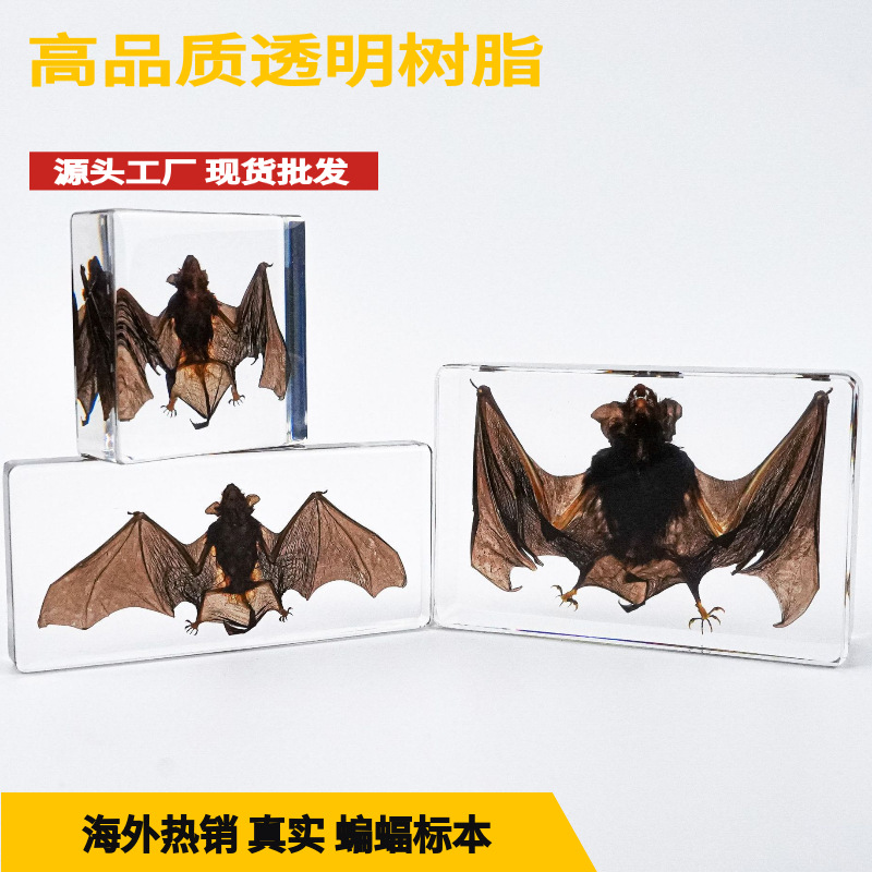 Foreign Trade Hot Selling Real Bat Specimens Amber Ornaments Cultural and Creative Gifts Resin Crafts Collection Toys