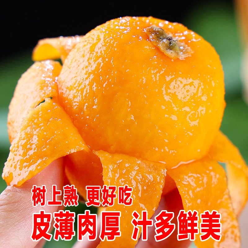 Fresh Large Fruit of Loquat from Miyi, Panzhihua, Sichuan