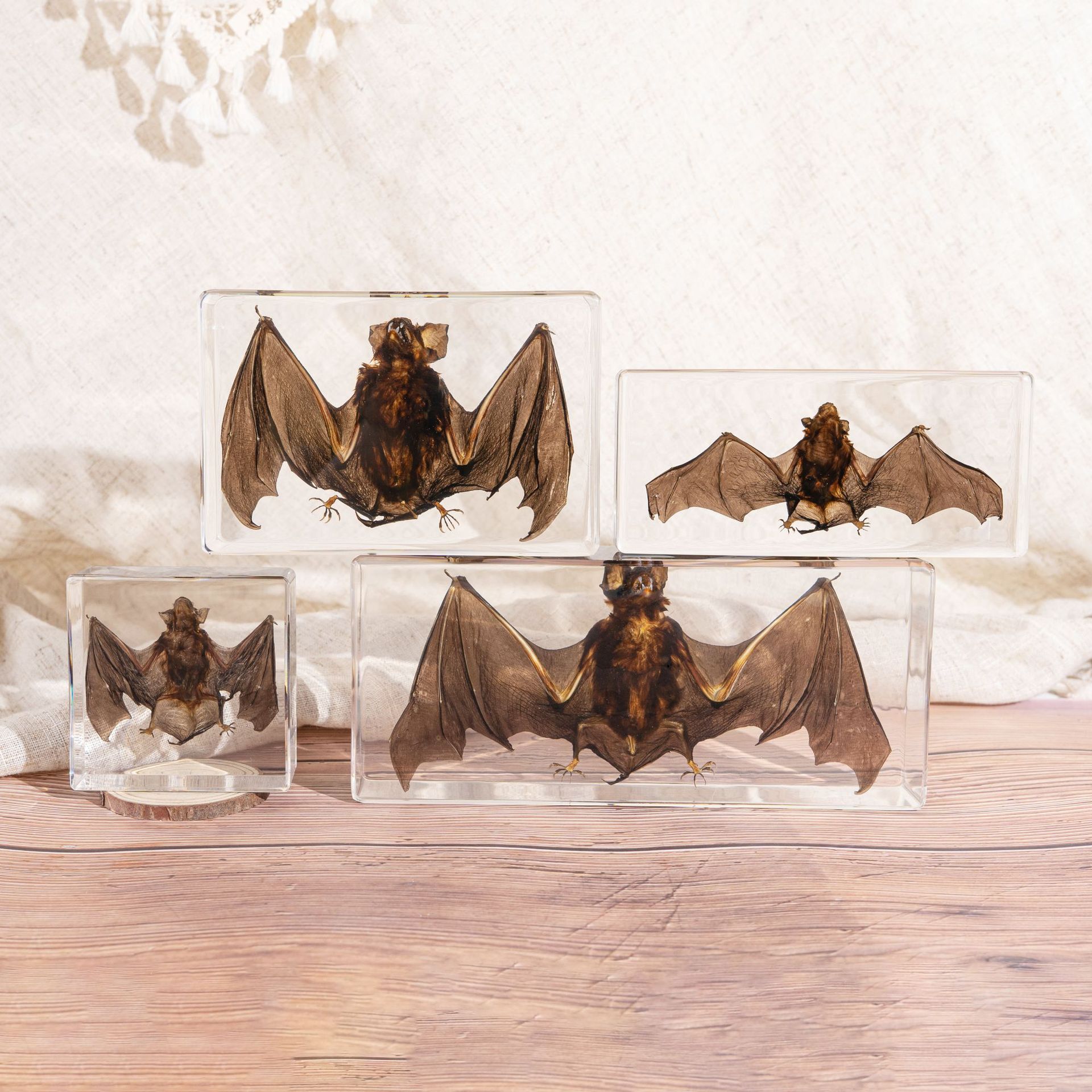 Hot-Selling Cross-Border Foreign Trade Real Bat Specimen Bookend Gift Ornament Novelty Resin Crafts Teaching Collectibles