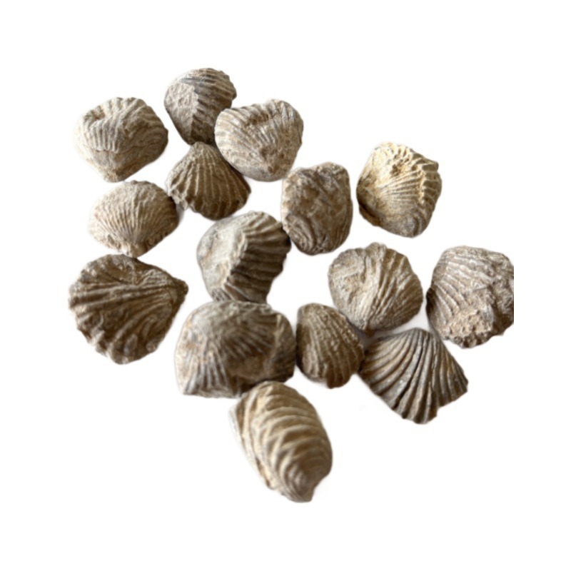 Fossil Specimens in Stock, Ancient Biological Fossils, Teeth, Brachiopods, Ammonites, Right-Angle Stones, Plant Fossils, Raw Stone Teaching Specimens