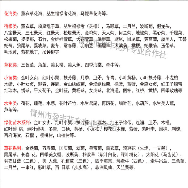 Cup Seedlings Kale Shandong Base Wholesale Large Supply of Kale Cold-Resistant Grass Flower Kale Seedlings