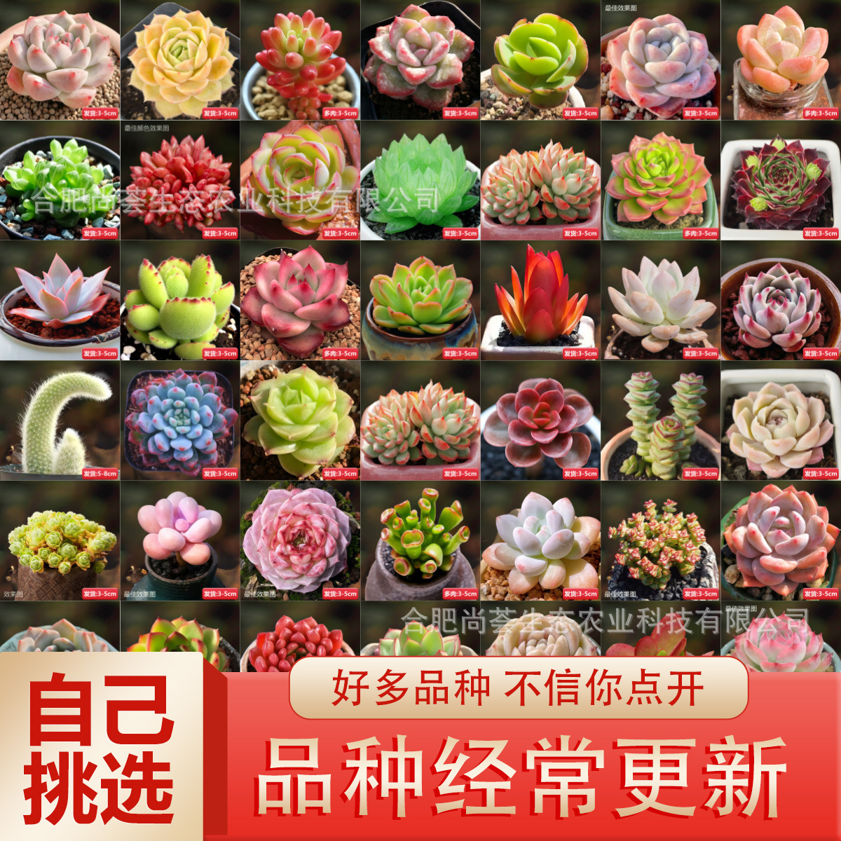 Novice Succulent Single Succulent Flower Indoor Balcony Potted Green Plant Easy to Grow Succulent Plant Ruby ​​Cactus