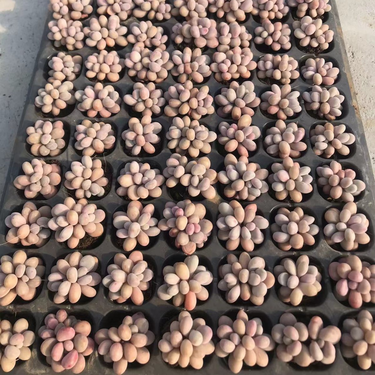 Персиковое яйцо двойное с розовым штекером около 3 см, саженцы суккулентов, прямая продажа, большой объем, выгодная цена