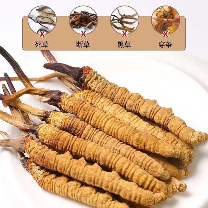 Wholesale Cordyceps Sichuan freeze-dried artificial cultivation of cordyceps sinensis non-fragrant stick cordyceps wine tonic cordyceps sinensis