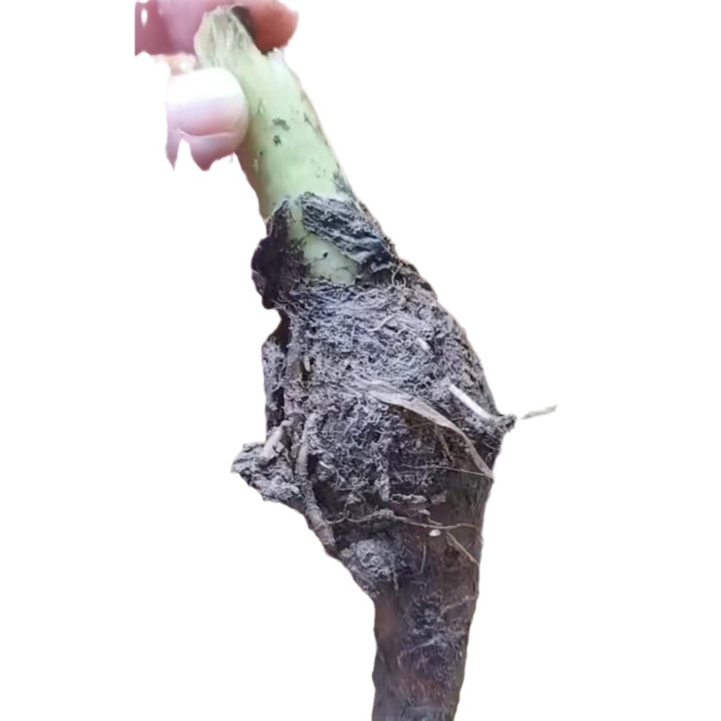 Authentic Guangxi Lipu Taro Seed Lipu Taro Seedlings Guangxi Lipu Taro Seed