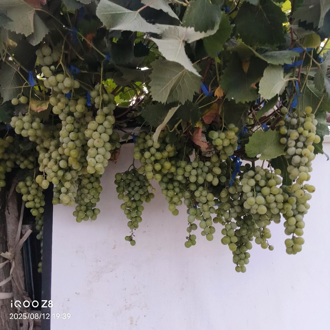 [Free Shipping] Buddhist Sound Fragrant Grape Has No Pesticide Residues and No Hormones. It Is Ripe and a Great Gift for Your Relatives