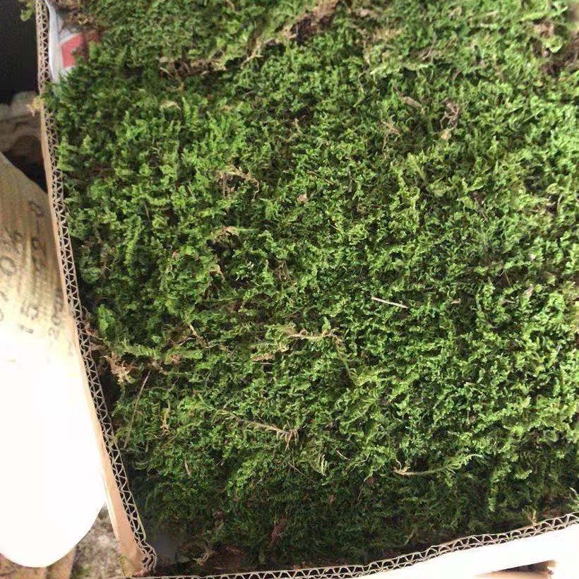 White Grass Turf Moss Short Velvet Big Gray Moss Garden Landscaping Micro-Landscape Material Moss Micro-Landscape