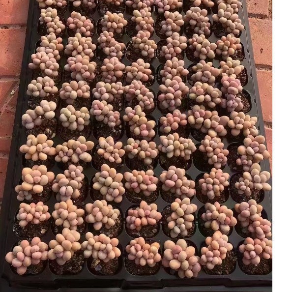 Peach Egg Peach Egg Double-Headed about 3cm Pink Plug Seedling Succulent Plant Base Direct Sales Large Favorably