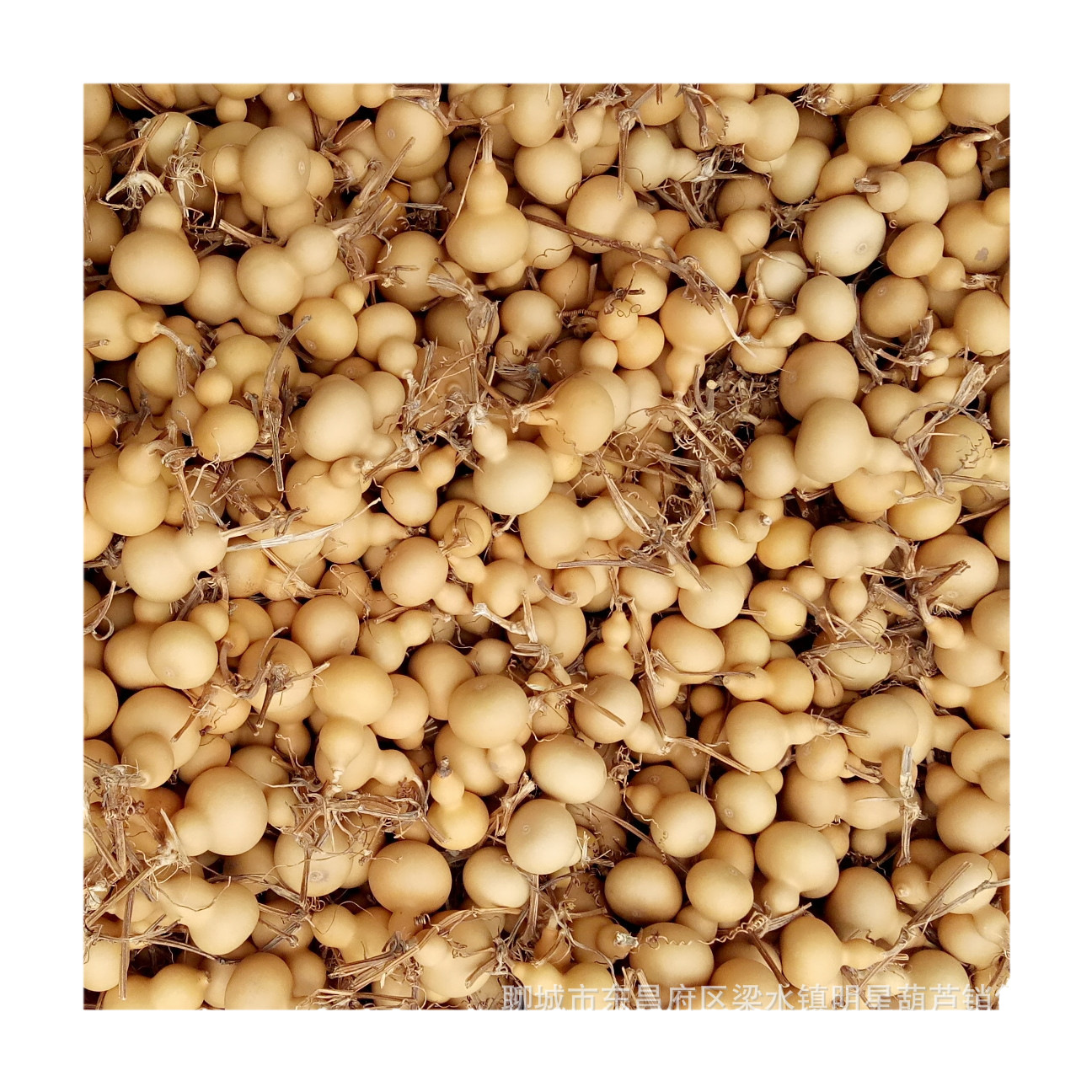 Origin direct supply of natural gourd text play hand twist small gourd play iron gold American gourd grass gold