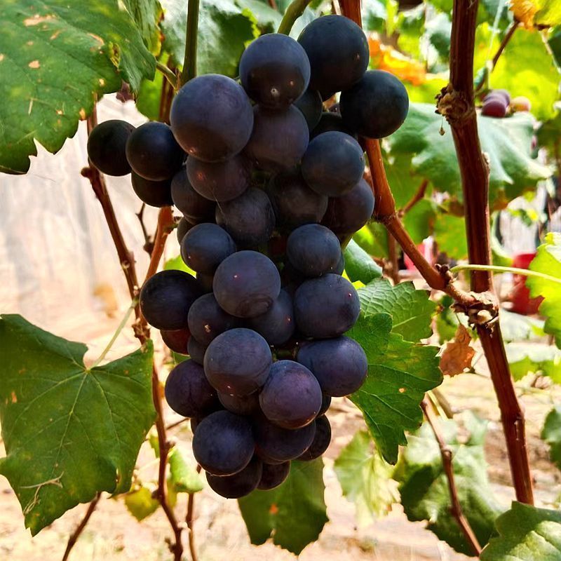 Northeast Jufeng Grapes Are Freshly Picked in Season, Juicy and Suitable for Children, Wholesale by the Whole Box with Free Shipping, Not Xiahei Brand Wholesale