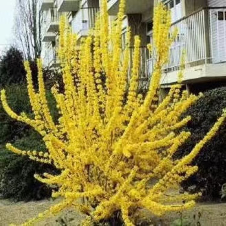 Liaoning Nursery Black Fruit Rowan Black Fruit Rowan Saplings Black Fruit Rowan Seedlings Have Sufficient Supply