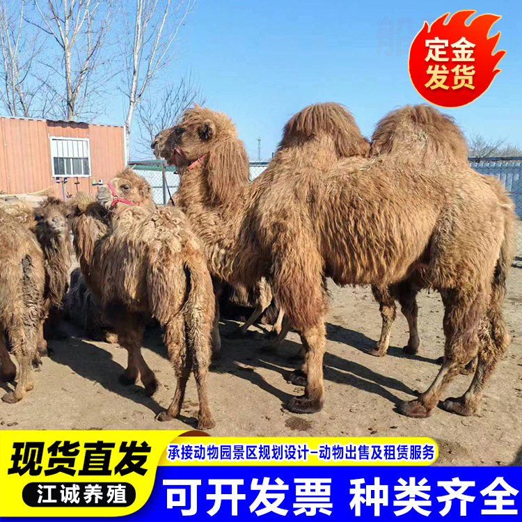 Cute Pet Camels for Sale, Ornamental Baby Camels, Adult Camels for Riding in Scenic Spots, Single and Double Humped Camels for Rent