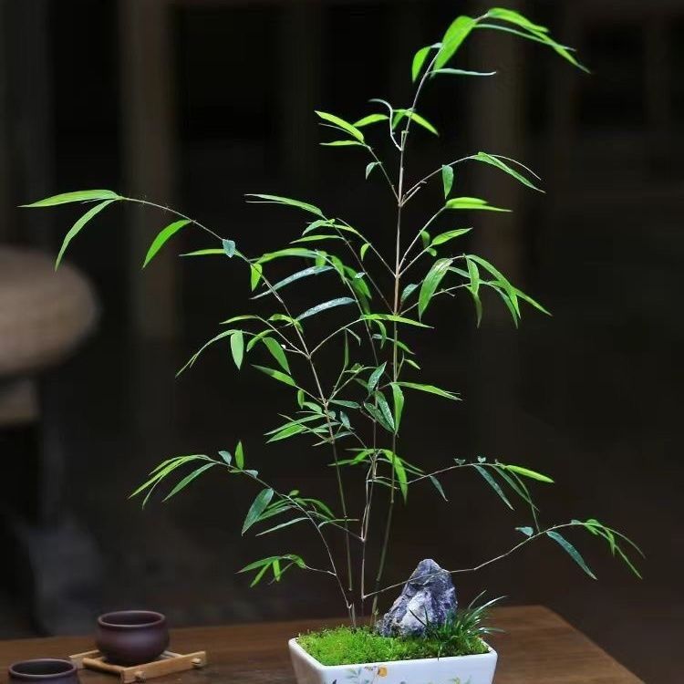 Indoor Bamboo Potted Plant for Plants, Indoor Guanyin Bamboo Bonsai, Study Room, Phoenix Tail Bamboo, Desktop Green Plant, Tea Table, Easy to Maintain