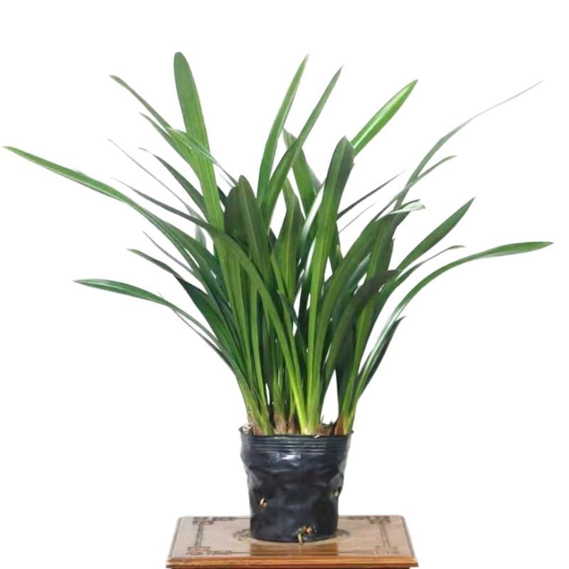 Top Ten Rare Orchids: Black Orchids, Fresh Seedlings, High-End Indoor Potted Plants with Strong Fragrance and Flower Buds, Available for Sale