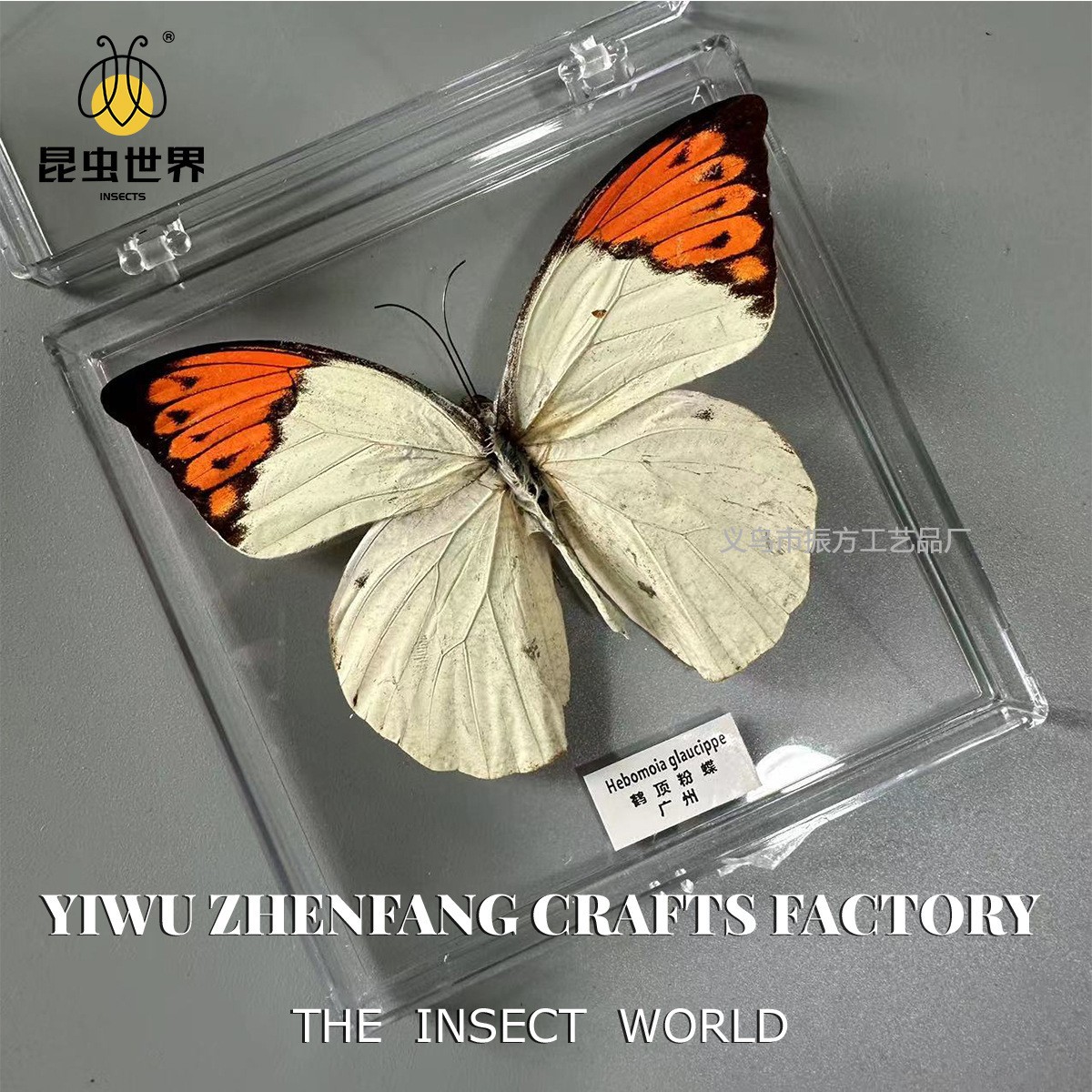 Jingling Craft Real Butterfly Specimen DIY Handmade Butterfly Photo Frame Biological Science Education Girls' Holiday Gift