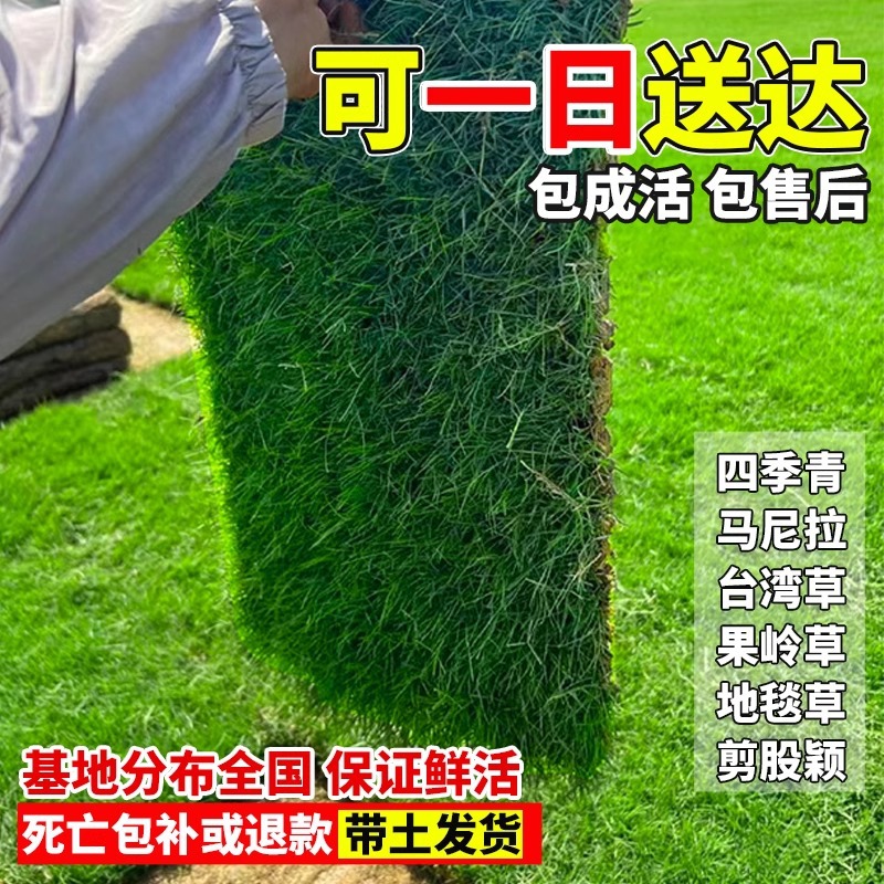 Manila Turf Real Grass House Courtyard Greening All Year Round Green Green Grass Taiwan Grass Real Lawn with Mud Grass Roll