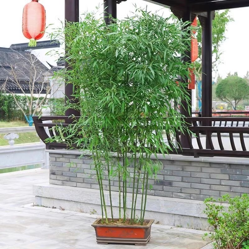 Горшечные саженцы бамбука, растения для живой изгороди двора, саженцы бамбука зеленого ландшафта с золотым инкрустированным нефритом, оптовая продажа саженцев фиолетового бамбука
