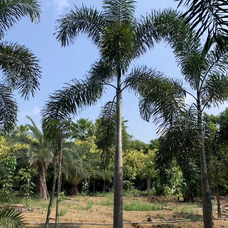 Zhejiang Clustered Multi-Pole Foxtail Coconut Tree Base Tropical Plant Coconut Tree Price Hainan Coconut Tree Wholesale