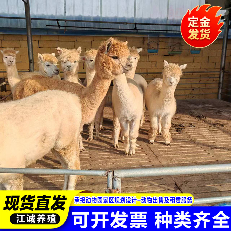 Garden Scenic Spot to Feed Alpacas Alive. How Much Does an Alpaca Baby Cost? Domestic Pet Cute Alpaca