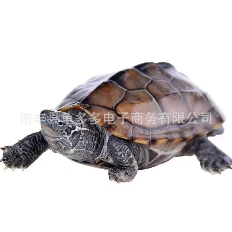2- 17cm Wholesale Chinese Tortoise, Freshwater Breeding Live Turtle, Home Care Stall, Longevity Turtle