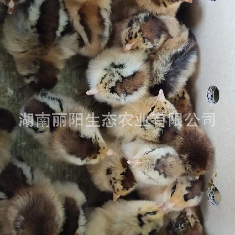 Hei Yao Chicken Mother Seedling Hatchery Supplies Hatched Small-Footed Chicken Seedlings, Dewarmed Chickens, and Jute Chickens, Black Chickens, and Three Yellow Chickens