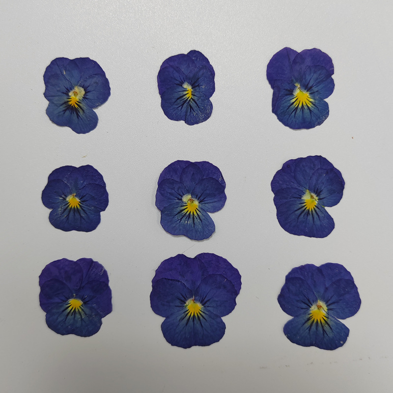 Pansy Pansy Diy Bookmark Greeting Card Material Aromatherapy Candle Dried Flower Eternal Flower Drop Glue Mobile Phone Embossing