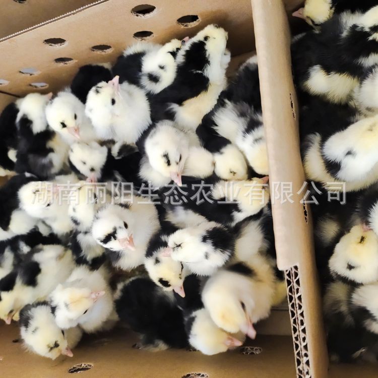 Live Chicken Seedlings Wholesale, Imperial Concubine Chicken Seedlings, and Queshan Chicken Seedlings Out of the Shell, Colorful Pheasant Seedlings, White Black Chicken, Green Shell Laying Hens