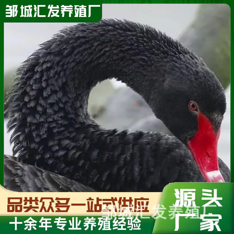 Adult Black Swans for Viewing in Scenic Spots, Live Black Swans for Mall Rental, Price for a Pair of Black Swans, Black Swan Chicks for Sale
