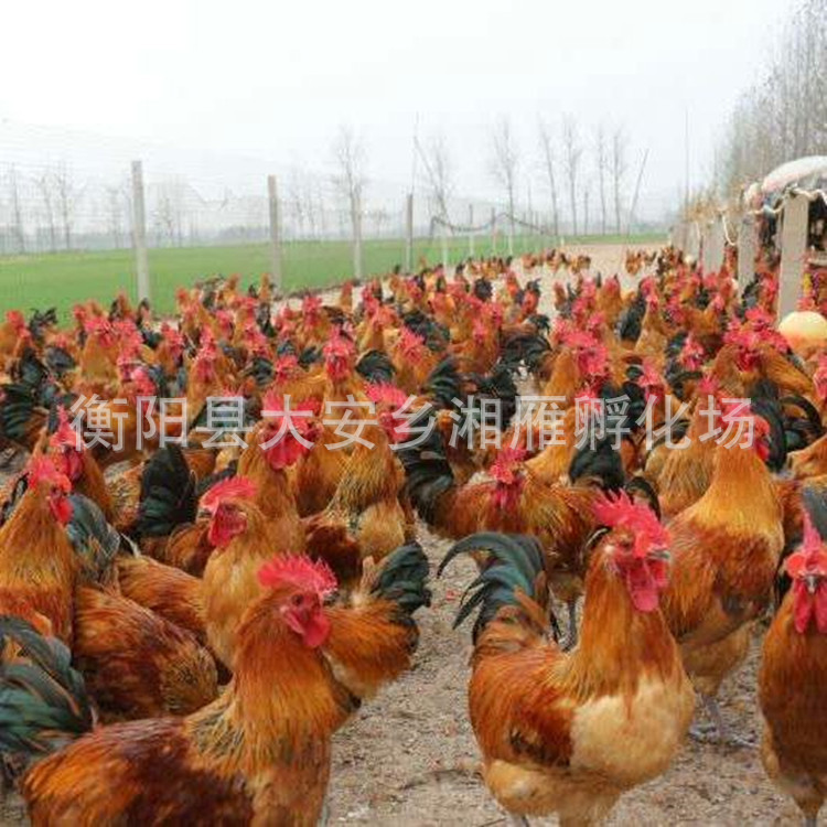 Dewar Jute Feather Green-Footed Chicken Seedlings Small Green-Footed Hemp Chicken Seedlings Iron-Footed Chicken Seedlings Green-Footed Native Chicken Seedlings Half-Large Chicken Seedlings