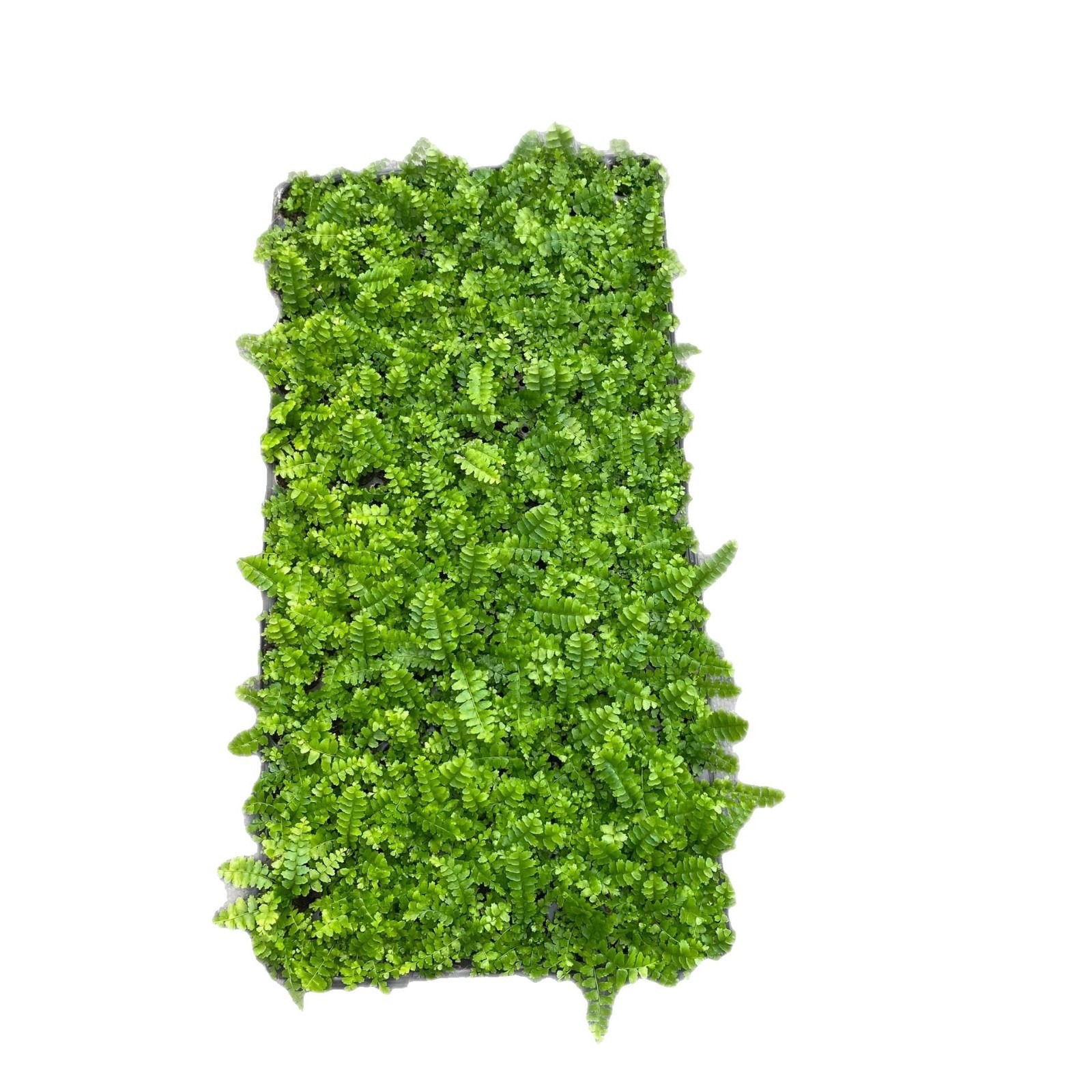 Source Manufacturer Wholesale of Large Quantities of Fern Ribs, Grass Plug Seedlings, Garden Micro-Landscape Small Potted Plants, Special Flower Seedlings