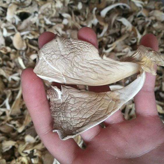 Wholesale Dried Shiitake Mushroom Slices, Farm Specialty Mushrooms, Shiitake Mushrooms, Fried Hot Pot Catering Commercial Use