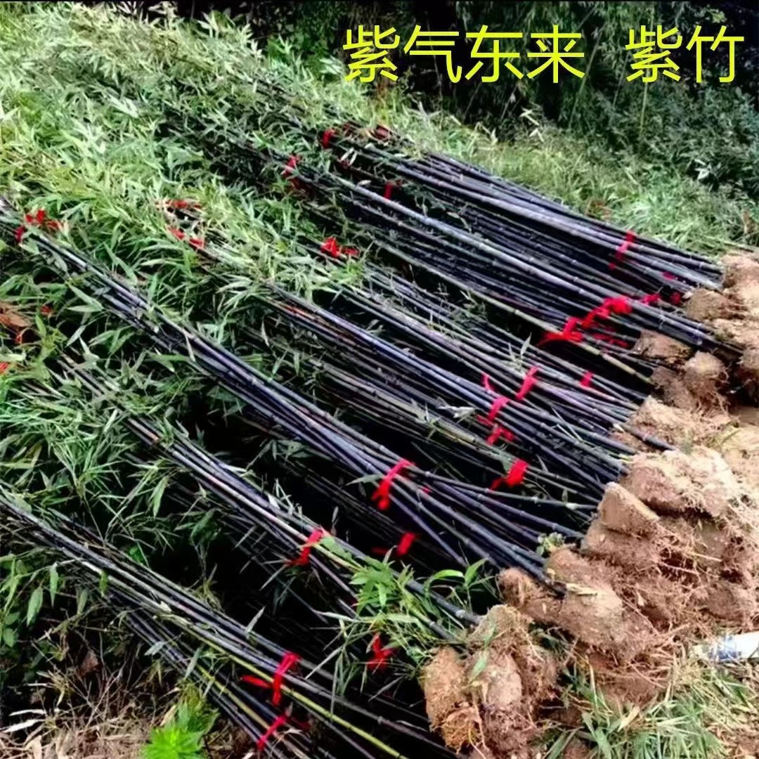 Bamboo Seedlings, Garden Plants, Purple Bamboo, Gold Inlaid Jade, Luohan Bamboo, Northern Cold-Resistant, Evergreen, Large-Scale Ground-Planted Green Bamboo Seedlings
