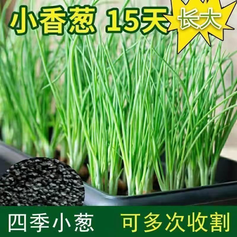 (Устойчивый к теплу и холоду) Легкий в выращивании зеленый лук в любое время года, балконные комнатные луковицы, легкие в управлении домашние овощи