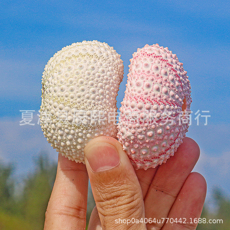 Натуральная раковина конхи, розовая морская игла, 4-5 см, аксессуары для дома