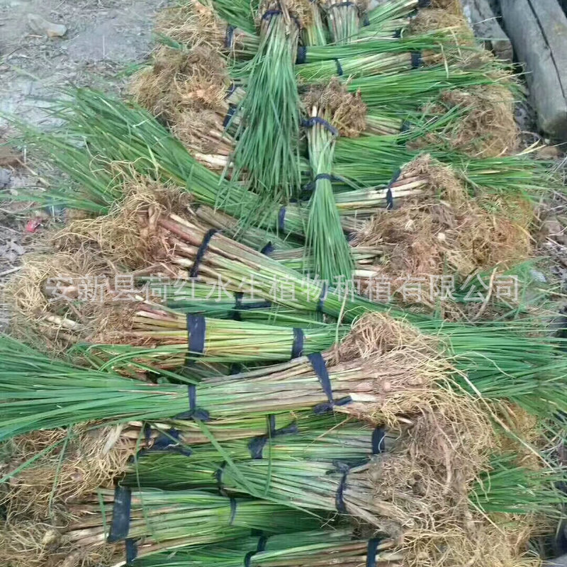 Cattail Potted Cattail Seedlings Planting Aquatic Evergreen Flower Plants Wetland Landscape Engineering Greening Seedling Base Wholesale