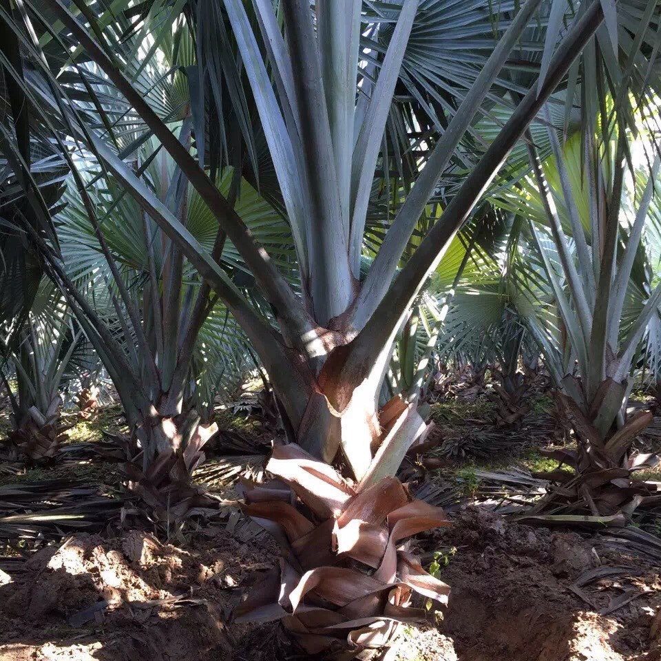 Fujian Bawang Brown Wholesale Jiangxi Bawang Brown Quote Zhejiang Bawang Brown Price Quality Assurance