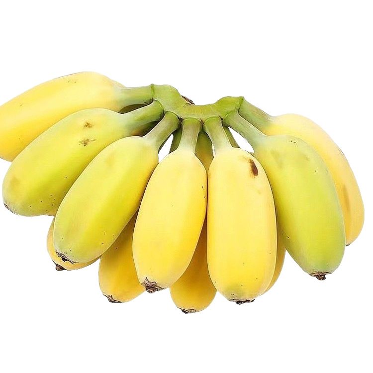 Authentic Apple Banana 4.5kg Whole Box Fresh Banana Seasonal Fruit 10 Wholesale Free Shipping 5 Alpine Banana Powder Plantain