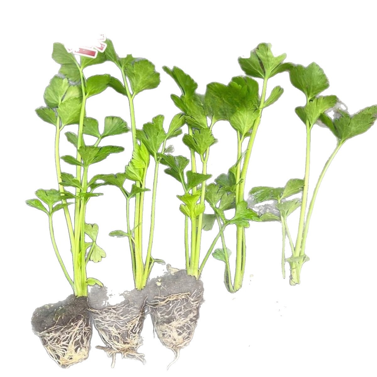 Shouguang Large Celery Seedlings, Small Parsley Seedlings with Soil, Shipped with Roots, Balcony Potted Cold-Resistant Vegetable Seedlings