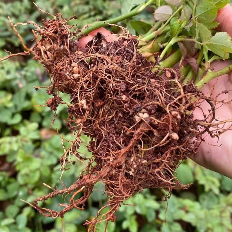 Rose Seedling Base Straight-Haired Four-Season Flowering Rose Potted Florals Outdoor Cold-Resistant and Drought-Resistant Courtyard Rose Seedlings