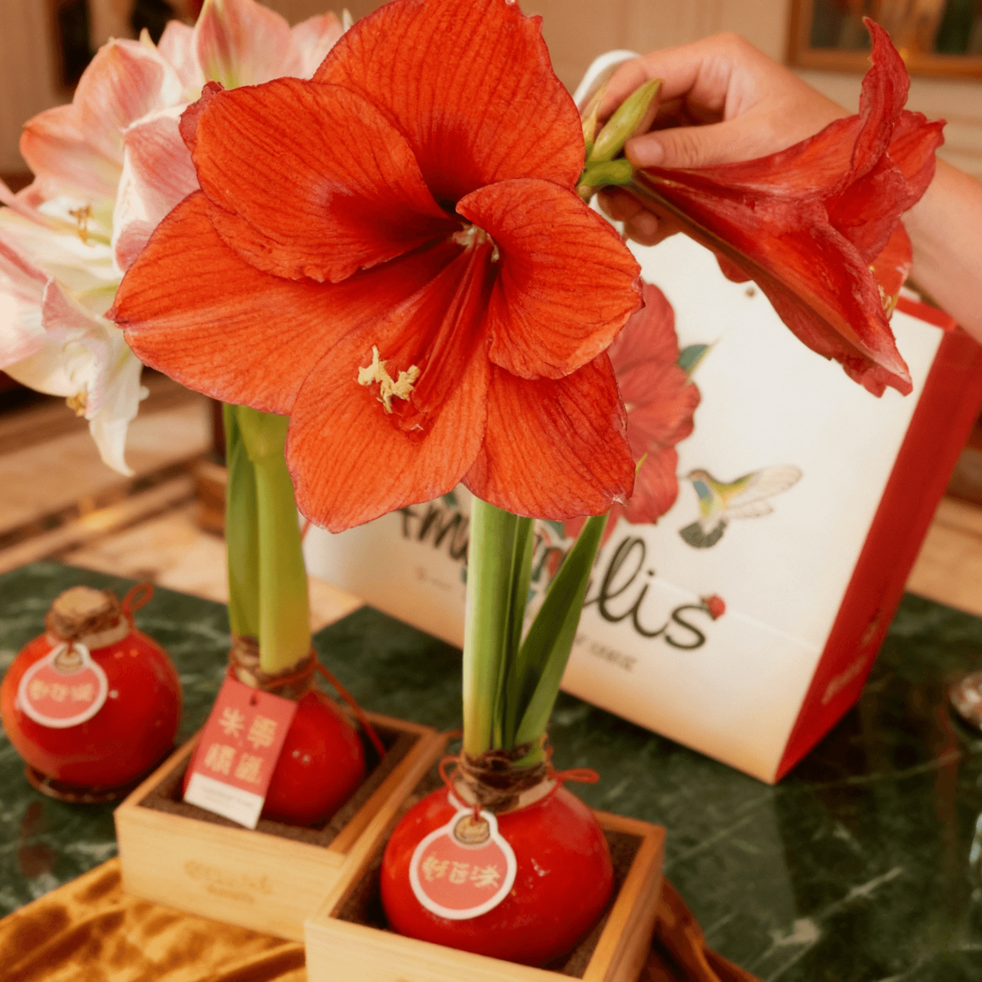 One Piece Free Shipping Amaryllis Wax Ball Single Petal Double Petal Christmas Gift New Year Souvenir Gift Box Wax Seal Amaryllis