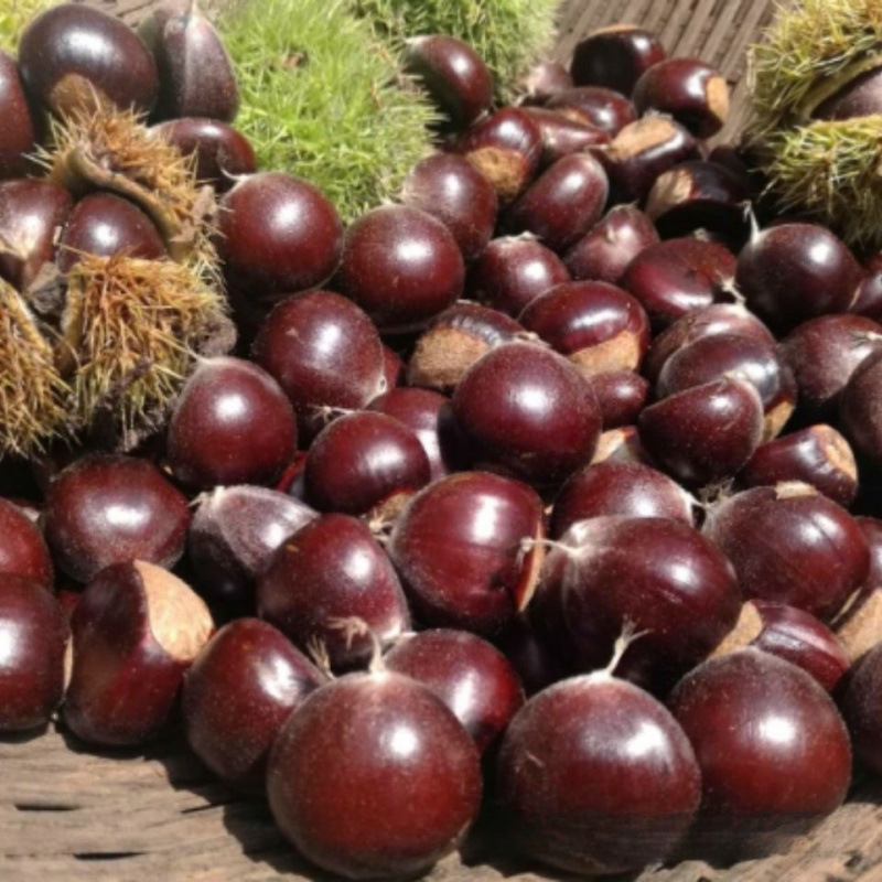 Fresh Dandong Chestnuts, Fresh Chestnuts, Tender Large Chestnuts, Wild Qianxi Chestnuts, Oil Cone Chestnuts