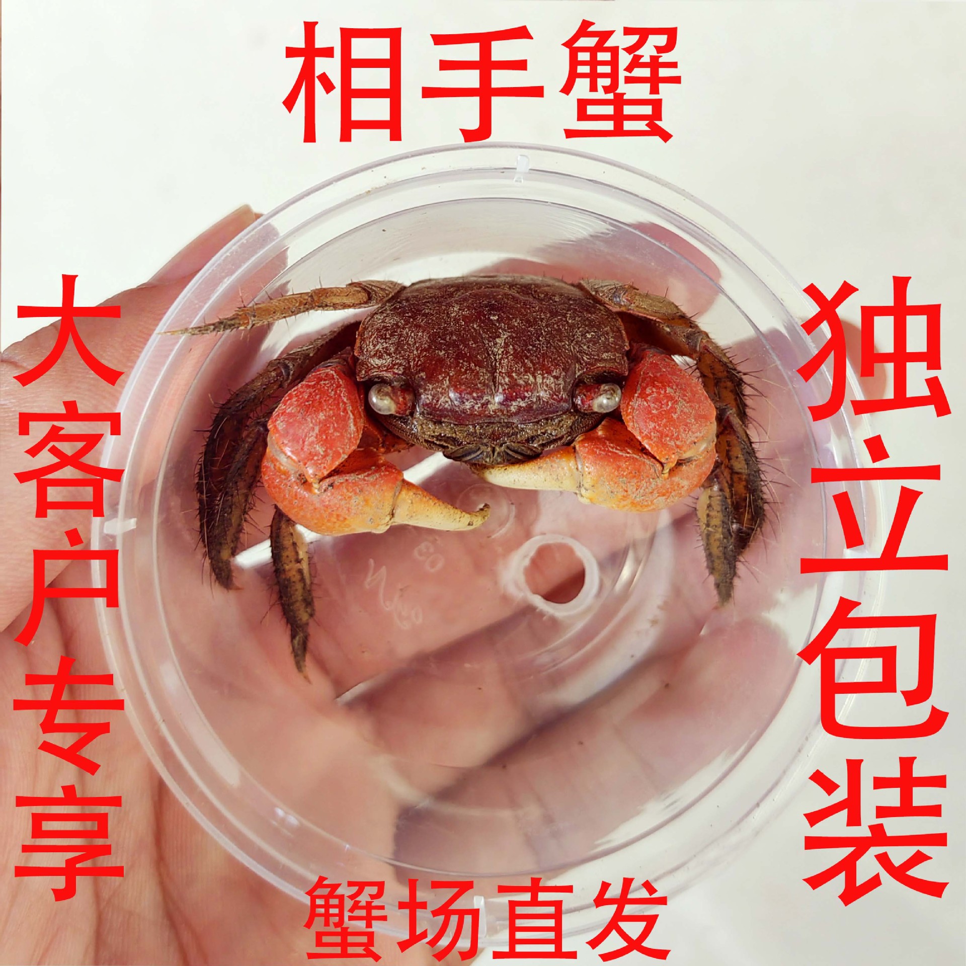 Hand crab pet small crab living climbing pet fish tank ornamental crab native freshwater crab stall wholesale hand crab