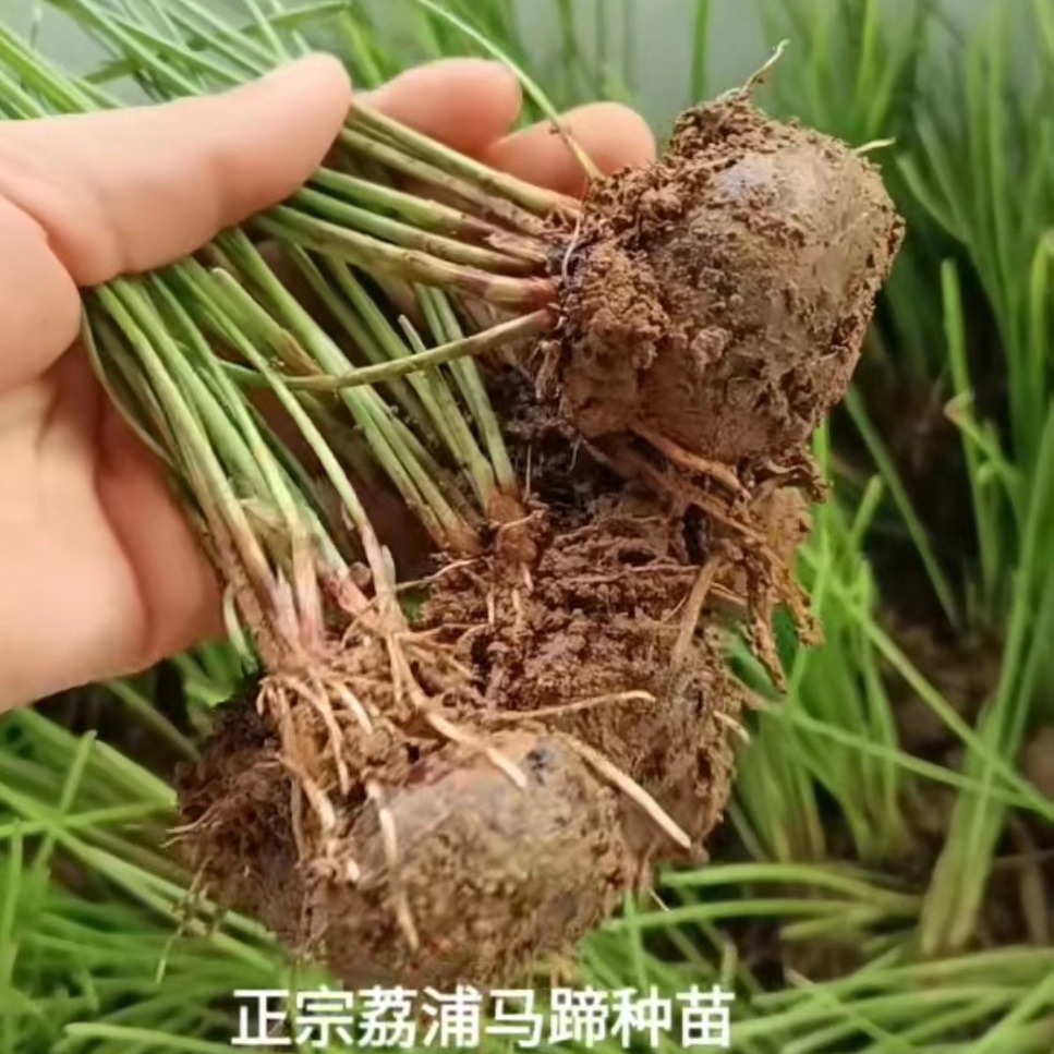 Аутентичные саженцы водяного каштана Липу, специальность Гуйлиня, Гуанси, хрустящие, сладкие и без остатков