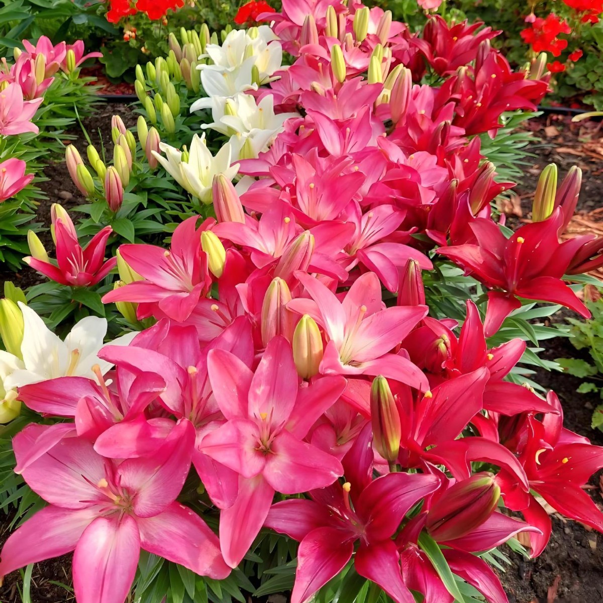 Импортированные луковицы лилии с ароматом, крупные луковицы, цветущие круглый год, легкие в выращивании, свежие срезанные цветы