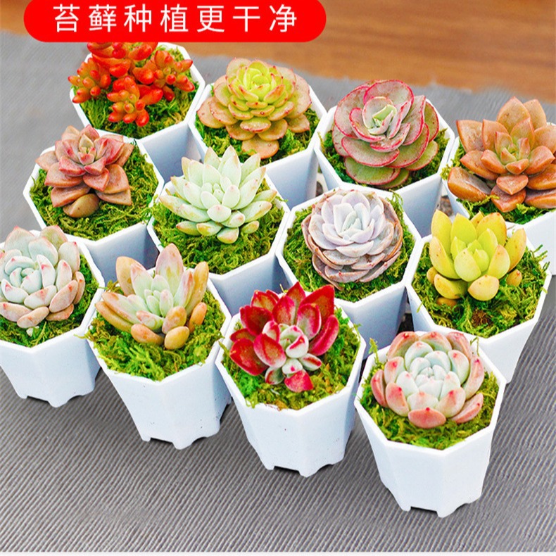 Succulent Plant with Pot, Good Potted Plant Combination, Large Flower Succulent Package, Beautiful Succulent Small Potted Plant