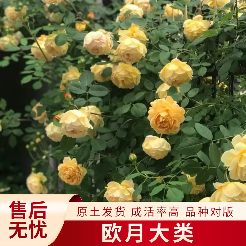 Вьющаяся роза Gold Celebration, саженцы, можно сочетать с цветами роз для посадки на балконе