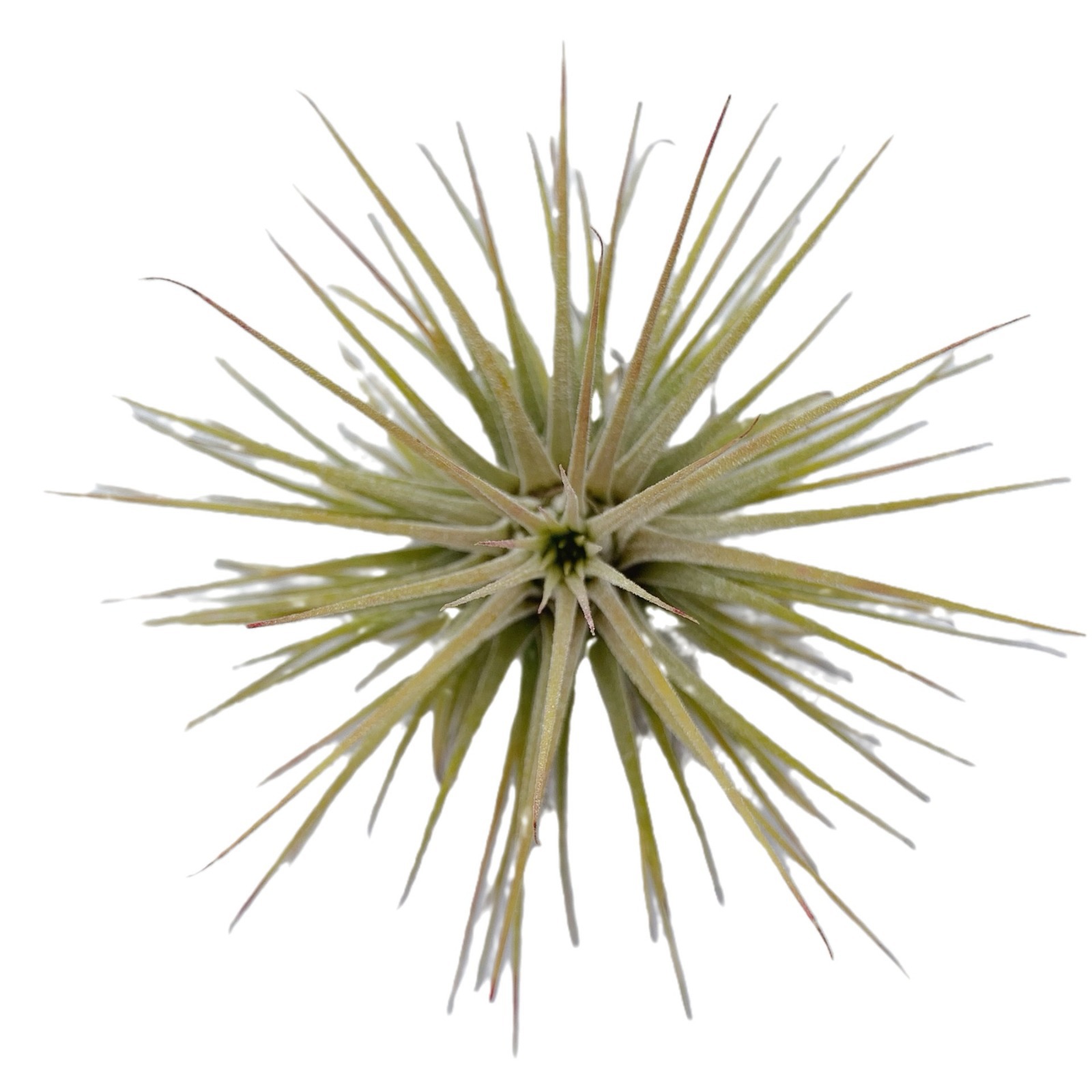 Factory Direct Supply, Base Delivery, Air Pineapple, Soilless Plants, Various Plant Combinations