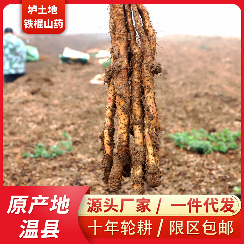Свежий ямс Хэнань Цзяозоуская земля железный брус ямс железный брус Хуайям целая коробка 2.5кг оптом