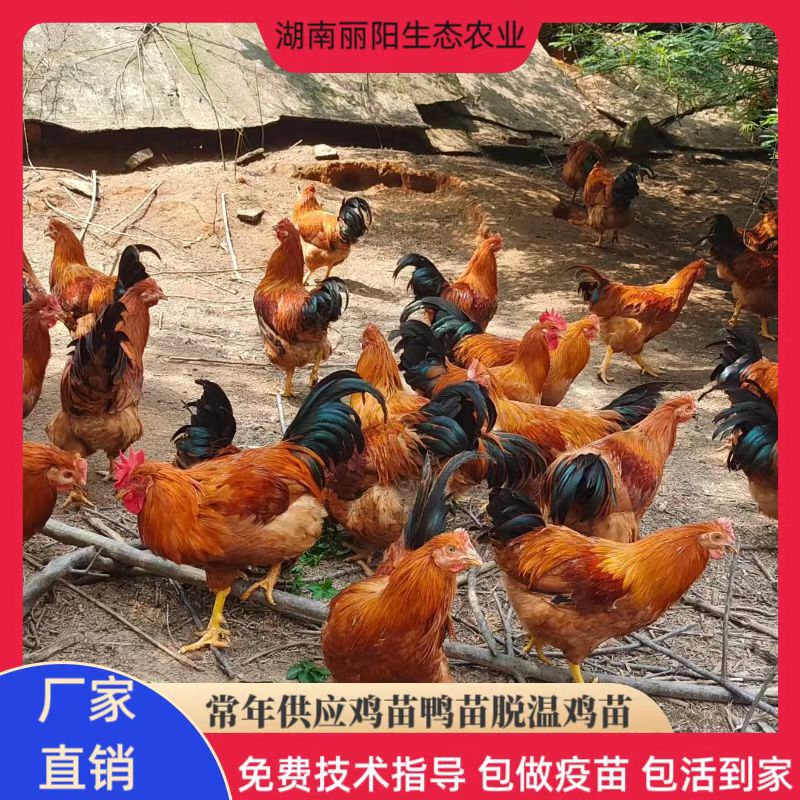 Оптовая продажа инкубационной фермы, живые саженцы мужских кур Линшань, красные пернатые цыплята, сельские свободно гуляющие фазаны, кастрированные цыплята